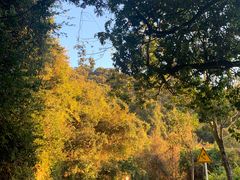 -梧桐山风景名胜区