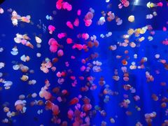 -成都浩海立方海洋公园