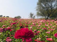 -莲花山花海