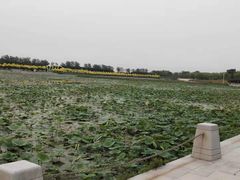 -天津东丽湖风景区