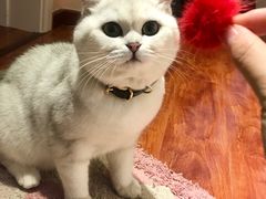 -喵zoo家庭繁育猫舍(尖东智能花园店)