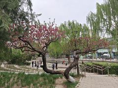 -元大都城垣遗址公园