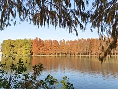 -上海海湾国家森林公园