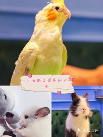 春日遛娃—上海新柒宠乐园