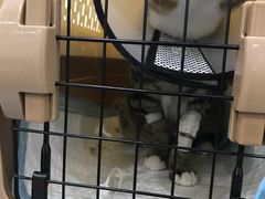 -伟伟宠物医院·CT影像中心·瑞派犬猫综合性门诊(汉口总院)
