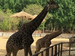 -北京野生动物园