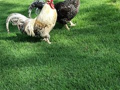 -森波拉奇妙世界