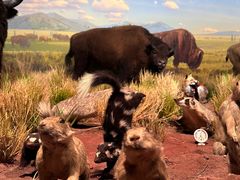 -陕西自然博物馆