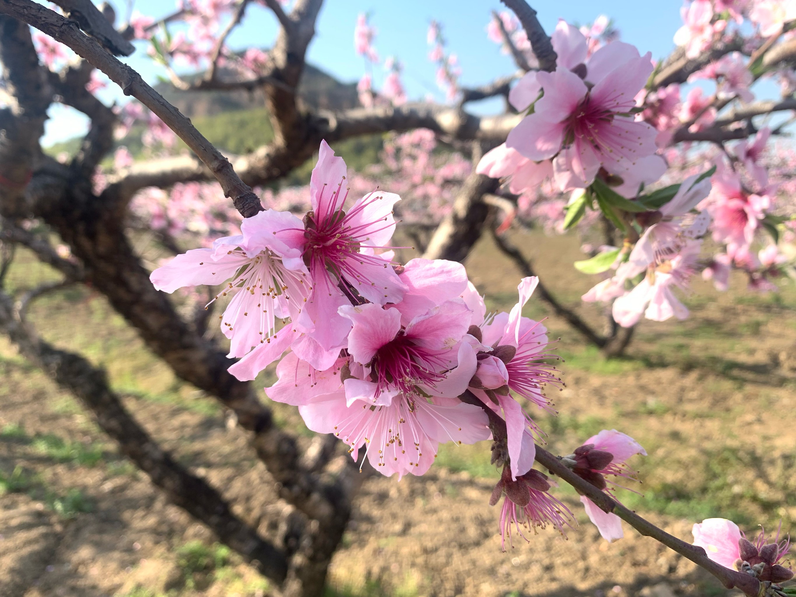 阳山桃花图片图片