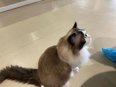 -藏猫猫咖啡主题馆(中央大道店)