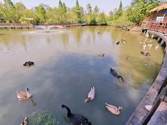 -溱湖国家湿地公园