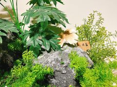 -竹野·上|老字号全竹宴