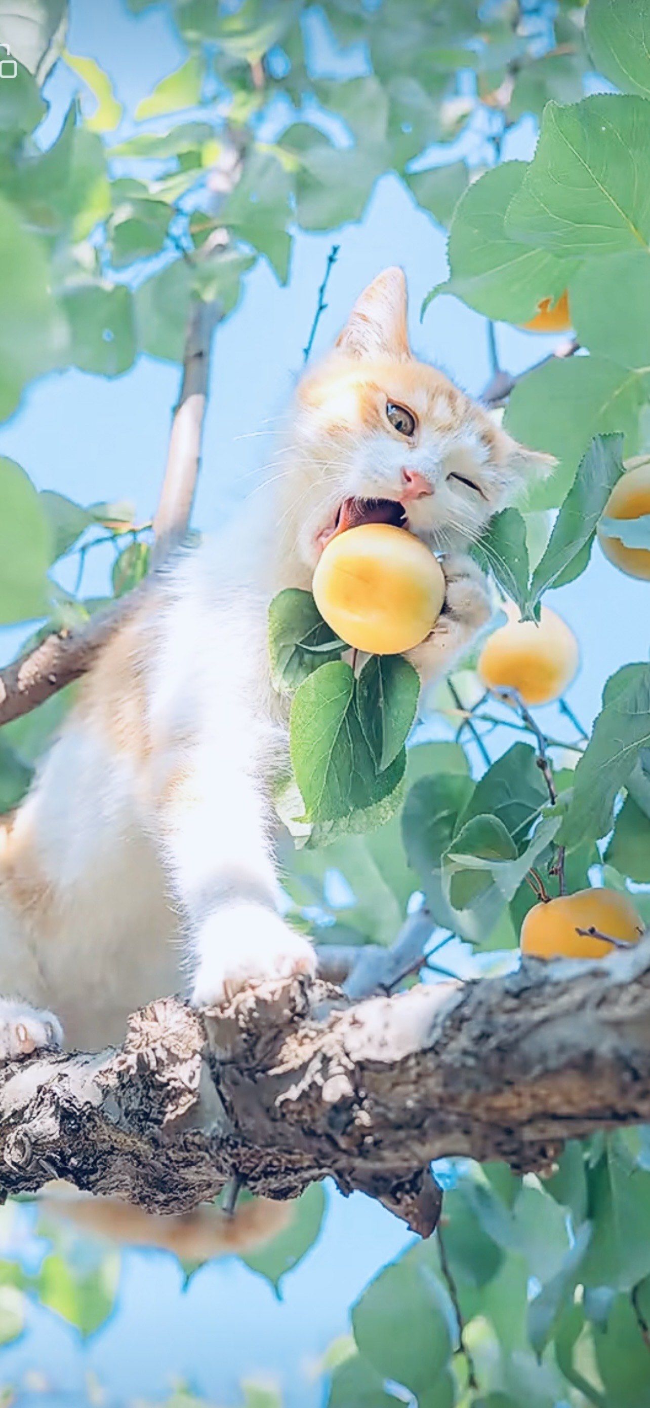 橘子猫来袭,甜蜜满满