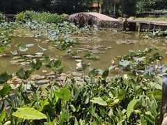 -深圳仙湖植物园
