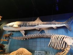 -浙江自然博物院(杭州馆)
