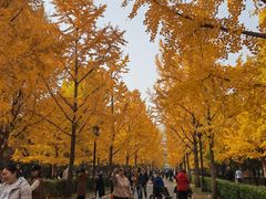 -三里屯东五街银杏大道