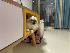 -lincat·猫舍(广州店)