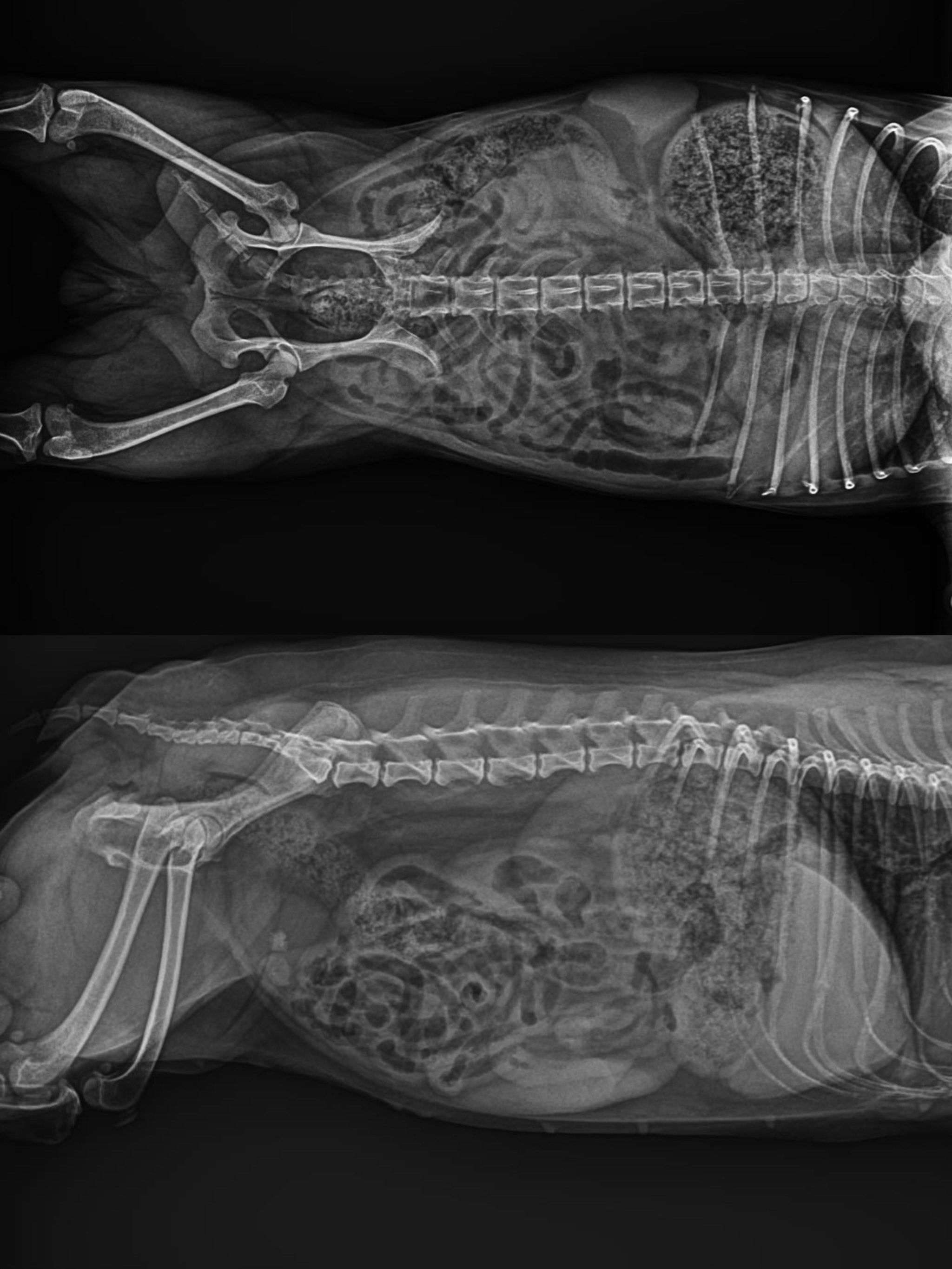 宠物体检日～x射线篇