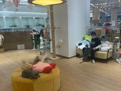 -1013 PET SHOP精品宠物商店(丁香店)