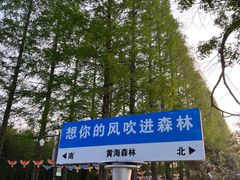 -黄海国家森林公园