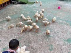 -前小桔亲子创意农场·草莓采摘·露营烧烤