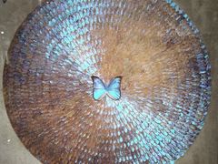 -上海昆虫博物馆