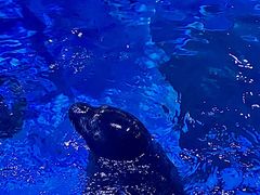 -海合安青岛极地海洋公园