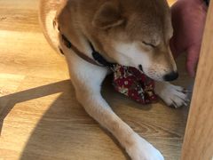 -柴犬小屋·柴餐厅·狗咖食堂(金鼎广场店)