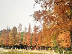 -金花茶公园