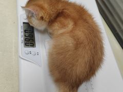 -芭比堂宠物医院·全科爱猫医院·仁德分院