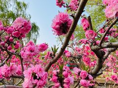 -海棠花溪(元大都城垣遗址公园)