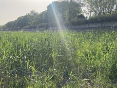 -贡湖湾湿地公园