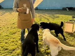 -趣玩宠物乐园寄养训犬训狗游泳池