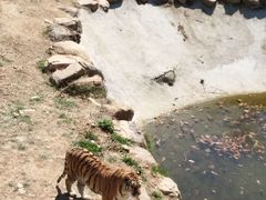 -青岛森林野生动物世界