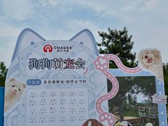 -爪吧宠物乐园·宠物泳池(温榆河示范区店)
