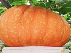 -兰陵国家农业公园