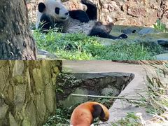 -都江堰中华大熊猫苑