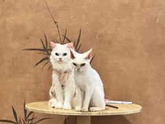 -楼上猫咖(罗湖店)