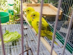 -陶野咖啡·面包披萨