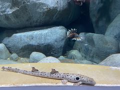 -新加坡海洋生态馆
