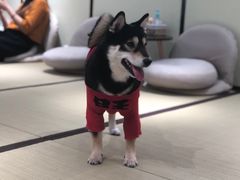 -逗柴咖啡屋·狗咖猫咖宠物桌游