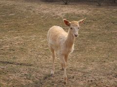 -野鸭湖国家湿地公园