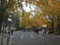 -三里屯东五街银杏大道