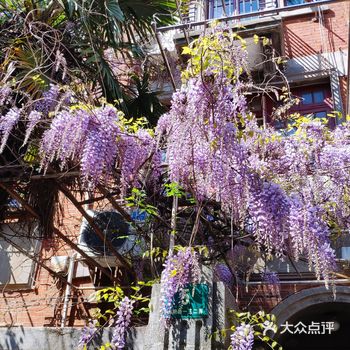 开满紫藤花的院落 鲁迅唯一一部爱情小说