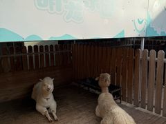 -廊坊固安福朋喜来登酒店