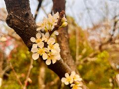 -广东花都湖国家湿地公园