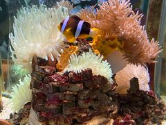 -太平洋海底世界