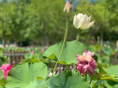 -莲花池公园