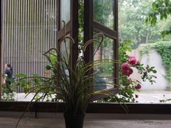 -两棵枇杷树