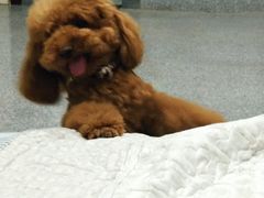 -芭比堂爱心动物医院(柯桥康爱分院)